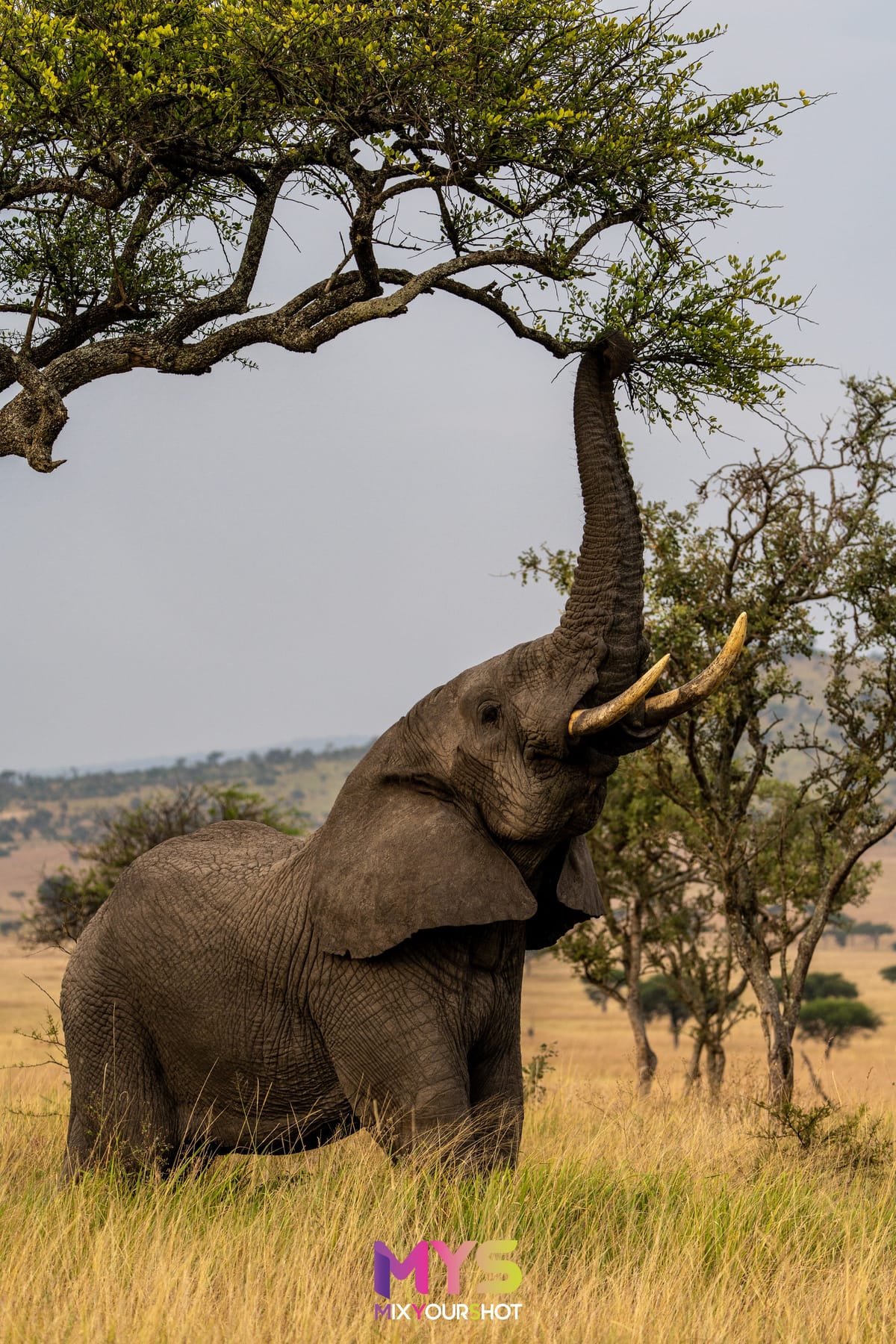 Safari photograph by Raffaele Cabras Keller — photograph 3
