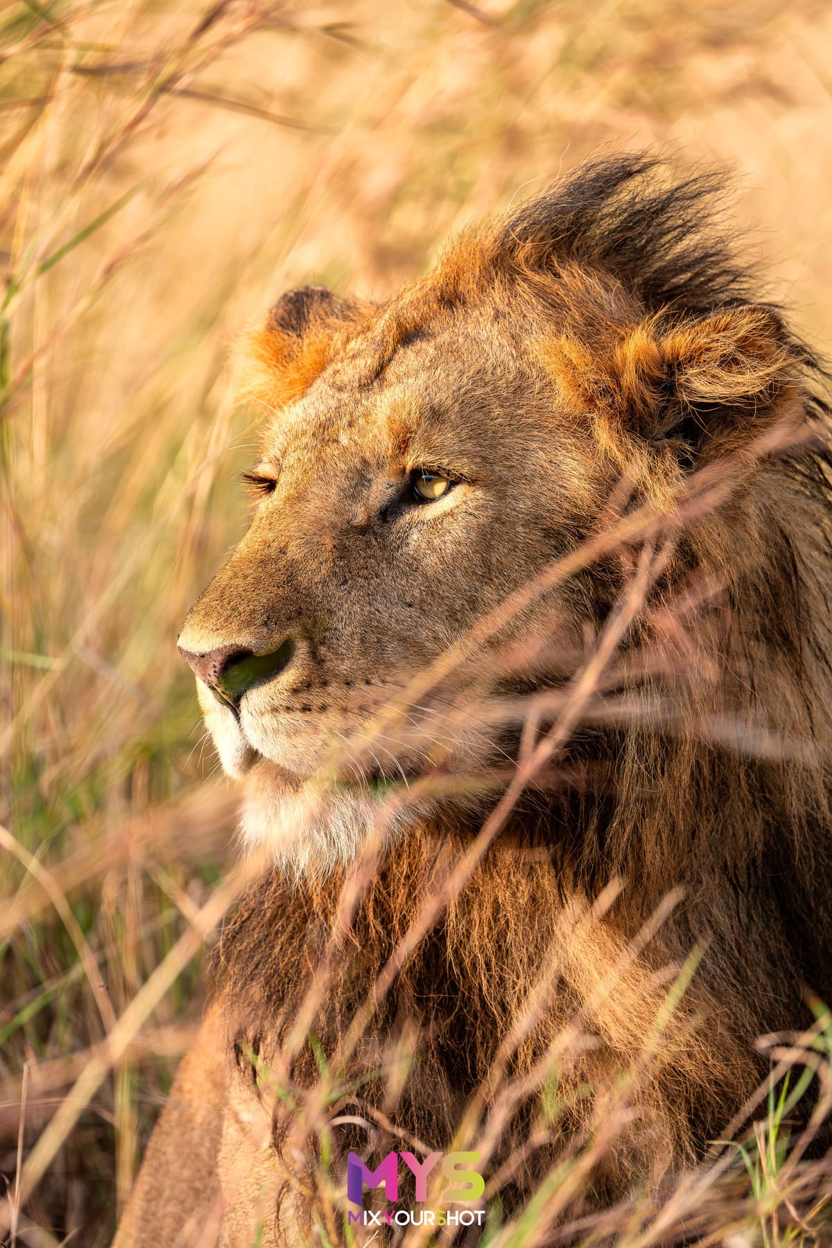 Safari photograph by Raffaele Cabras Keller — photograph 4