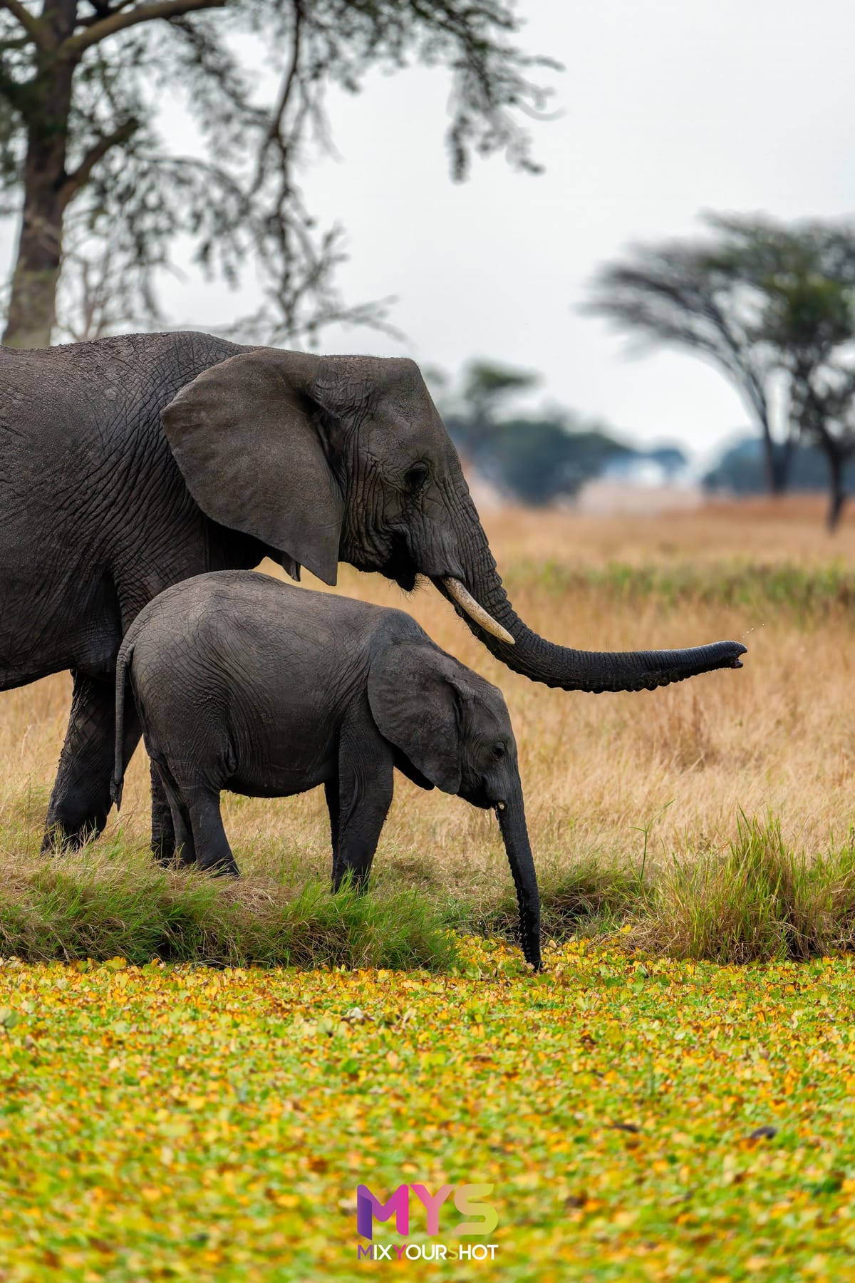 Safari photograph by Raffaele Cabras Keller — photograph 6