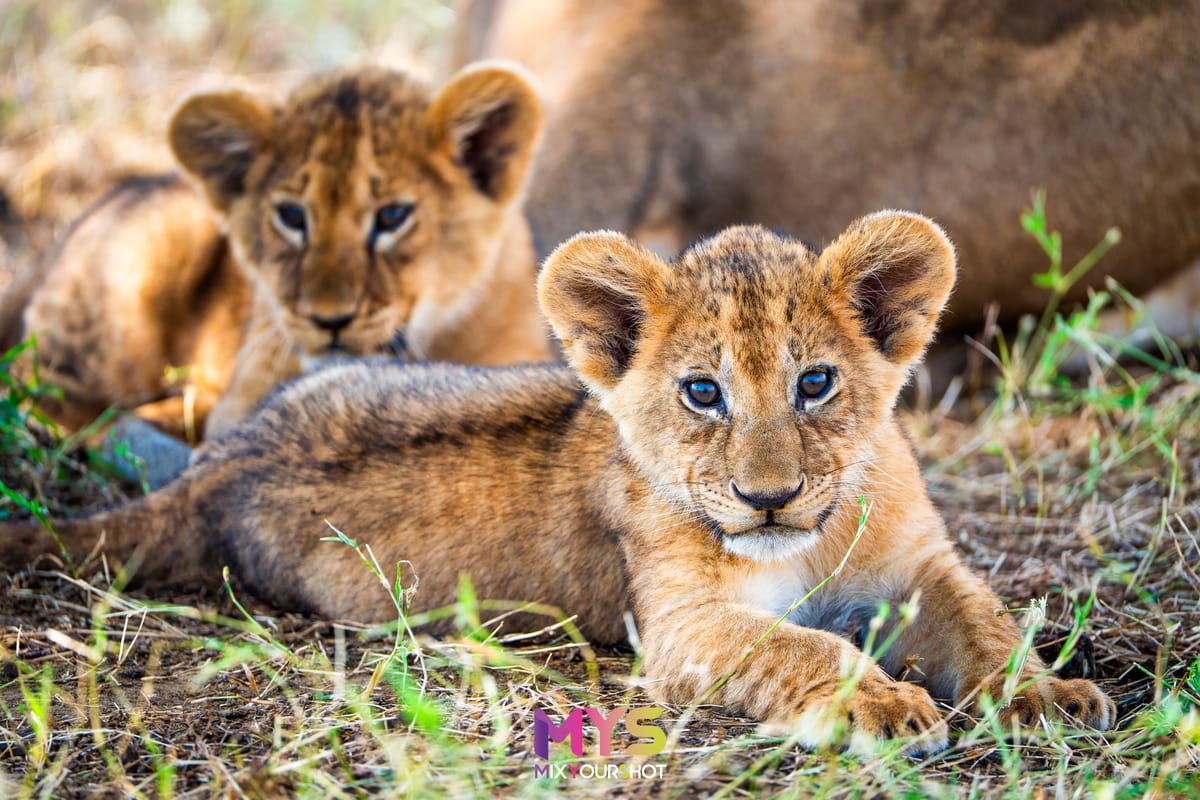 Safari photograph by Raffaele Cabras Keller — photograph 8