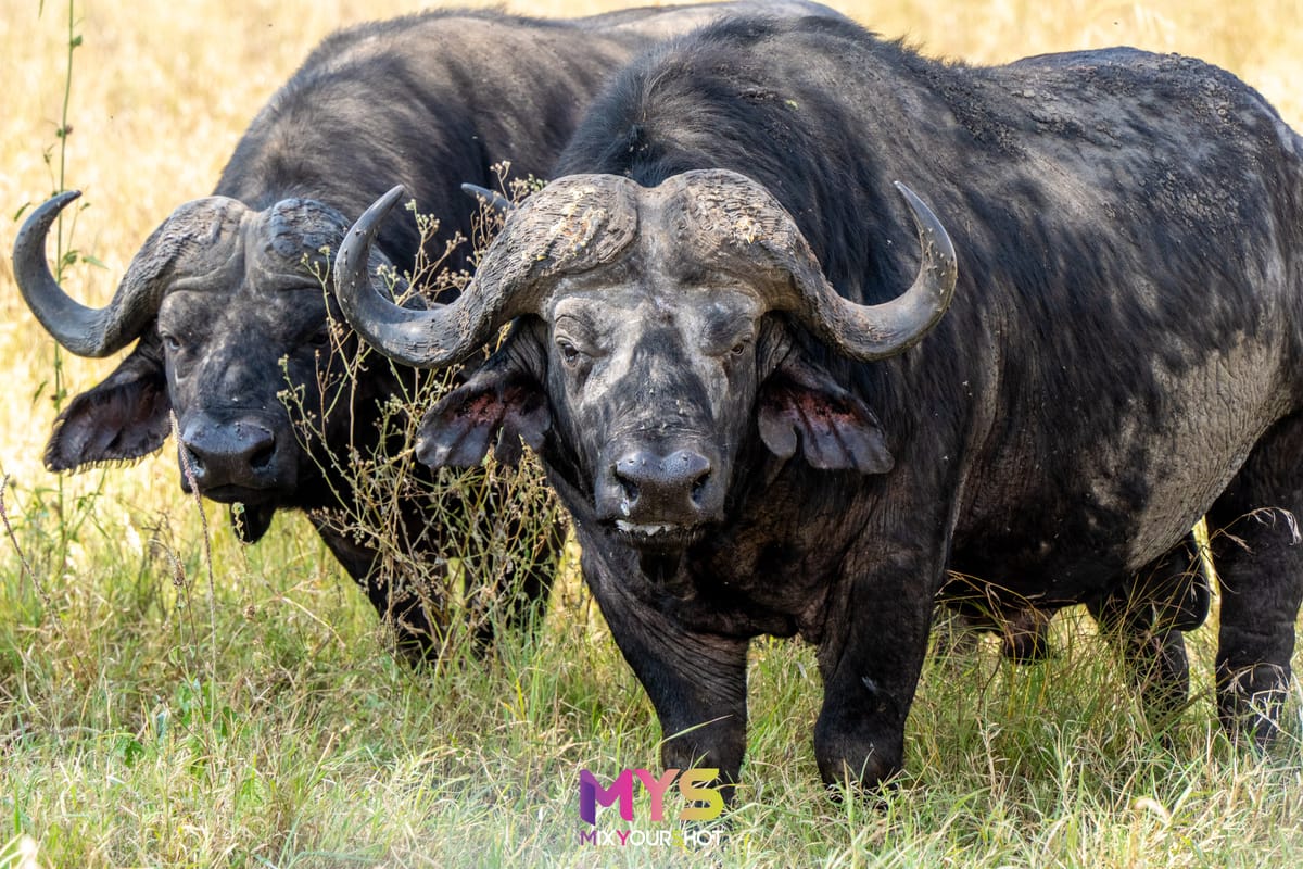 Safari photograph by Raffaele Cabras Keller — photograph 10