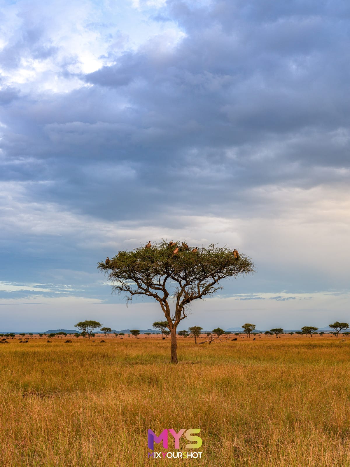 Safari photograph by Raffaele Cabras Keller — photograph 12