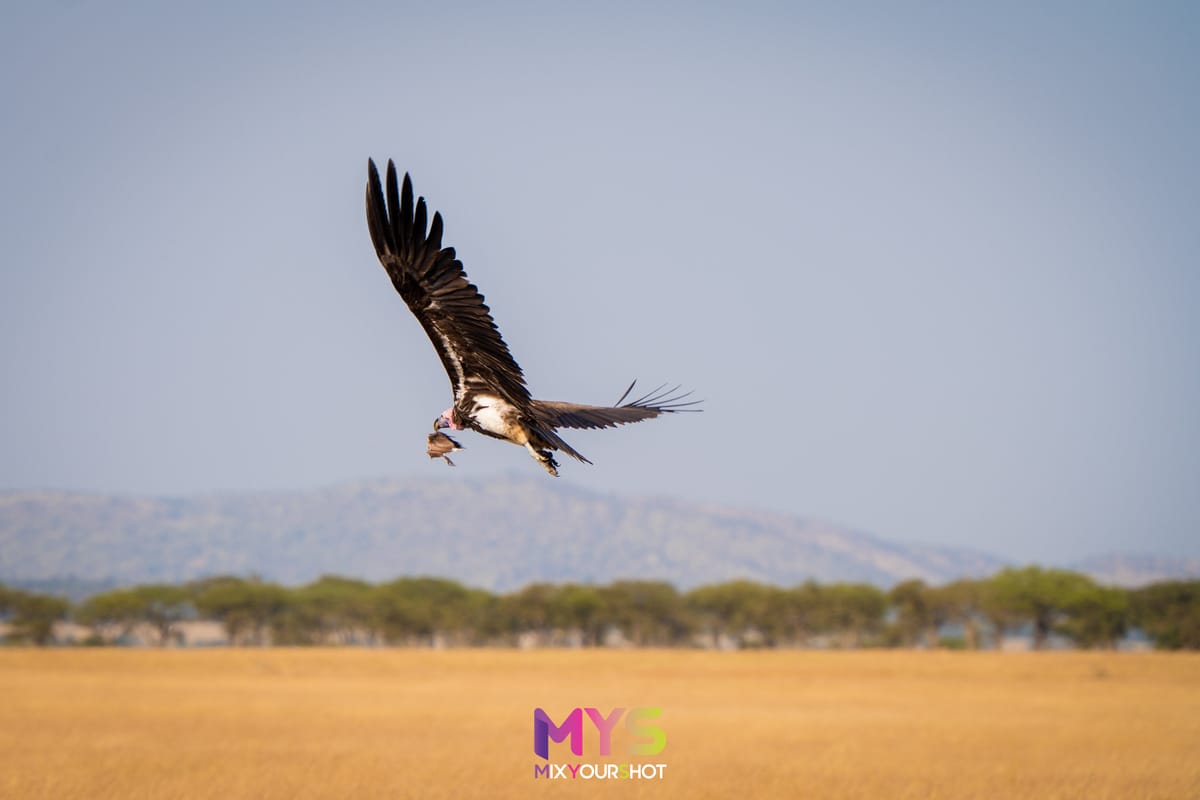 Safari photograph by Raffaele Cabras Keller — photograph 17