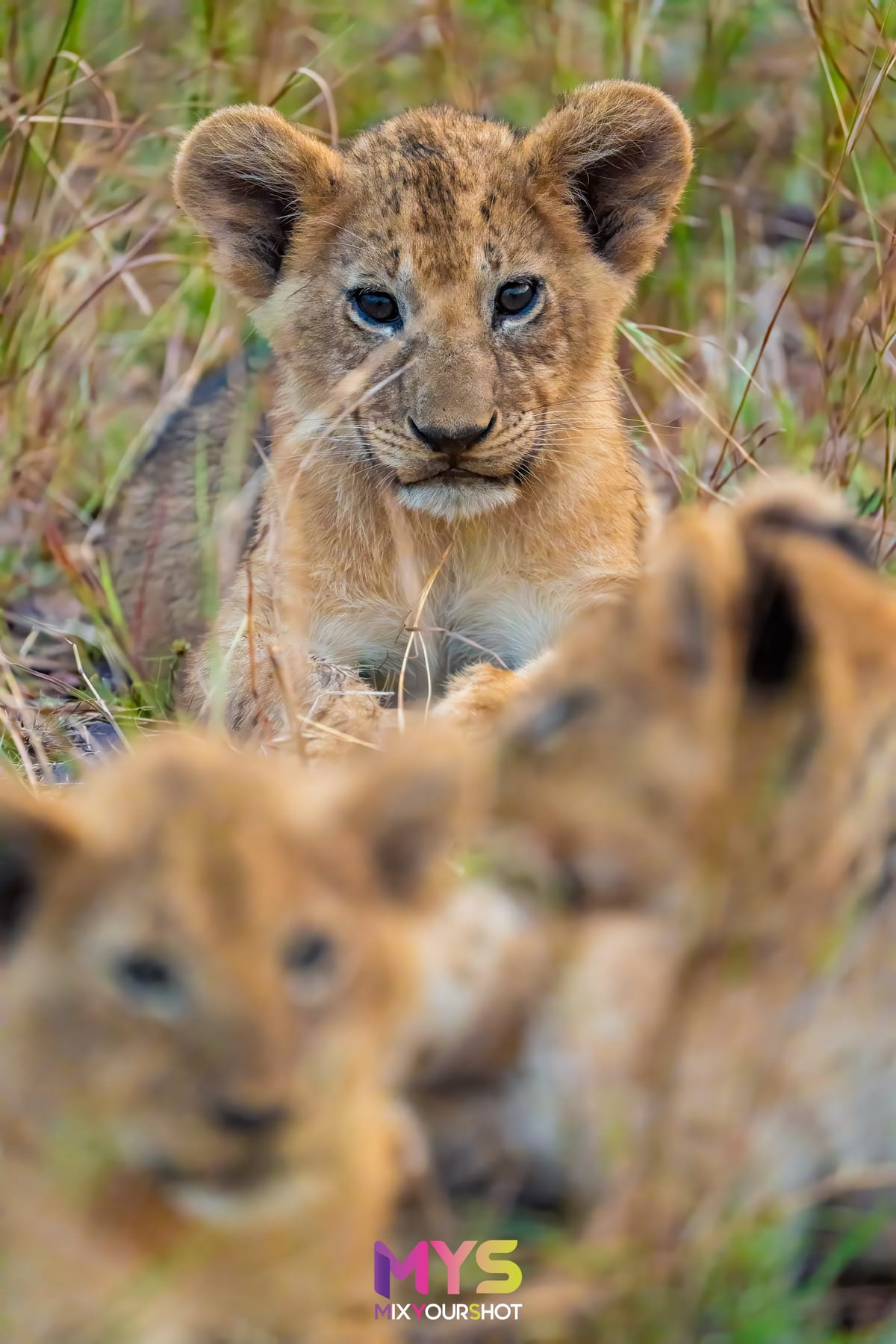 Safari photograph by Raffaele Cabras Keller — photograph 19
