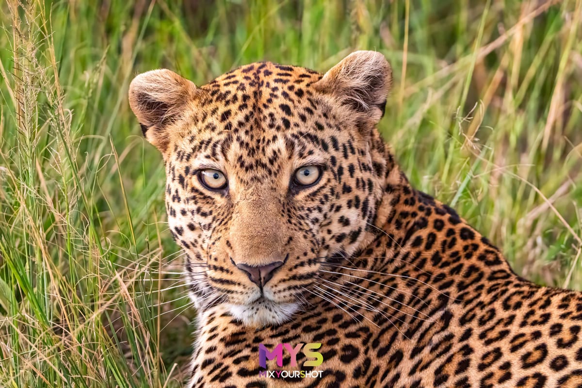 Safari photograph by Raffaele Cabras Keller — photograph 20