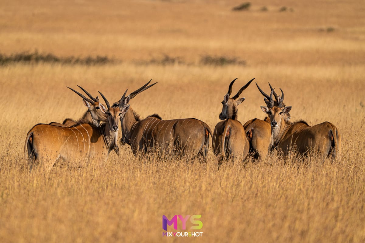 Safari photograph by Raffaele Cabras Keller — photograph 23