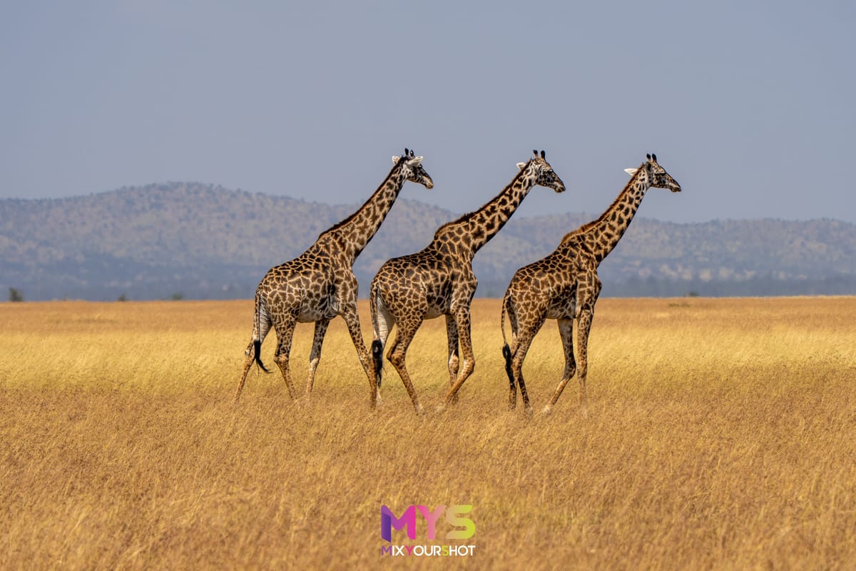 Safari photograph by Raffaele Cabras Keller — photograph 25