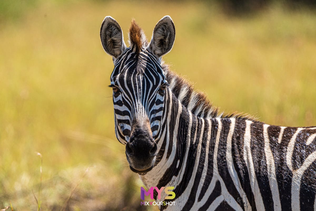 Safari photograph by Raffaele Cabras Keller — photograph 27