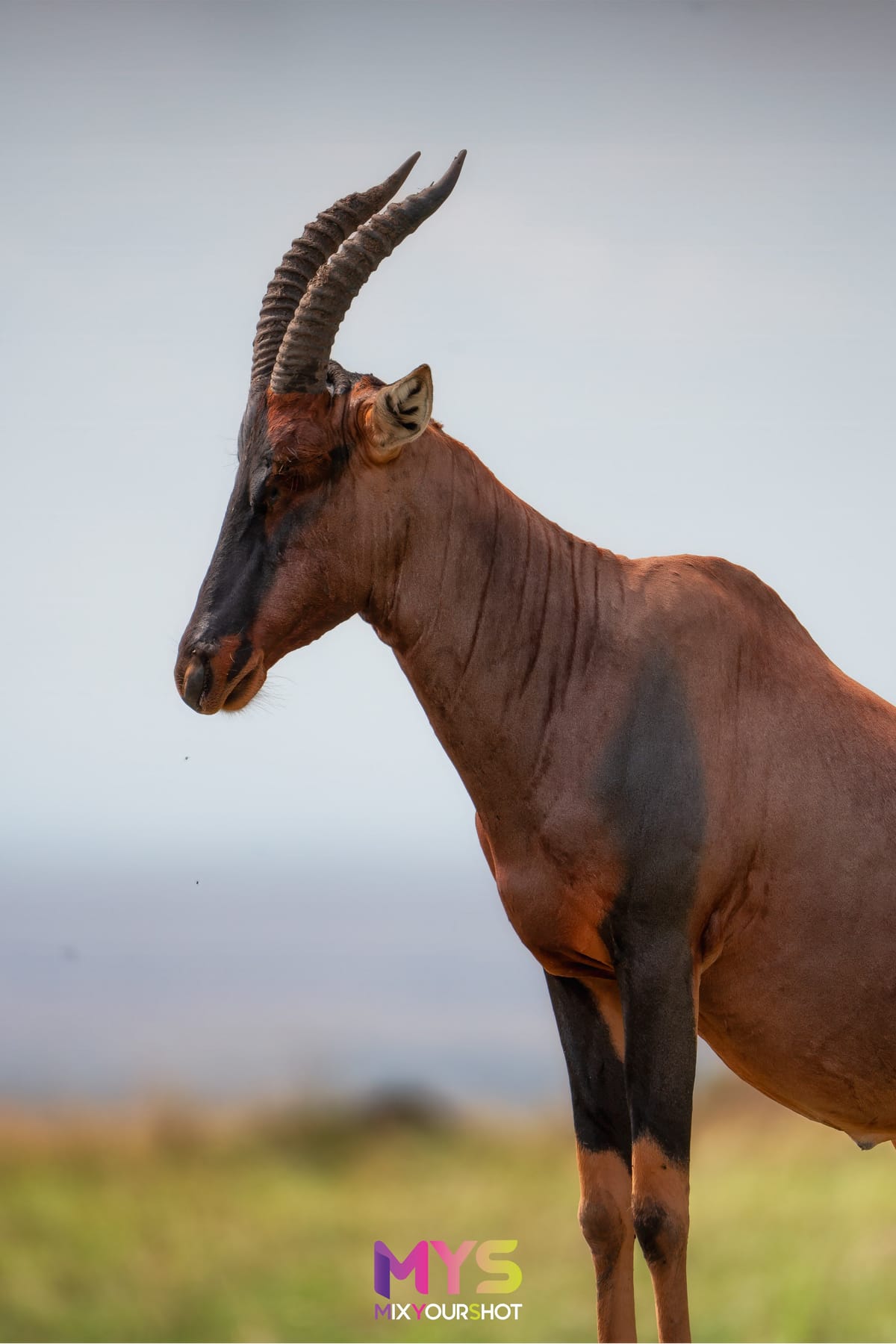 Safari photograph by Raffaele Cabras Keller — photograph 31