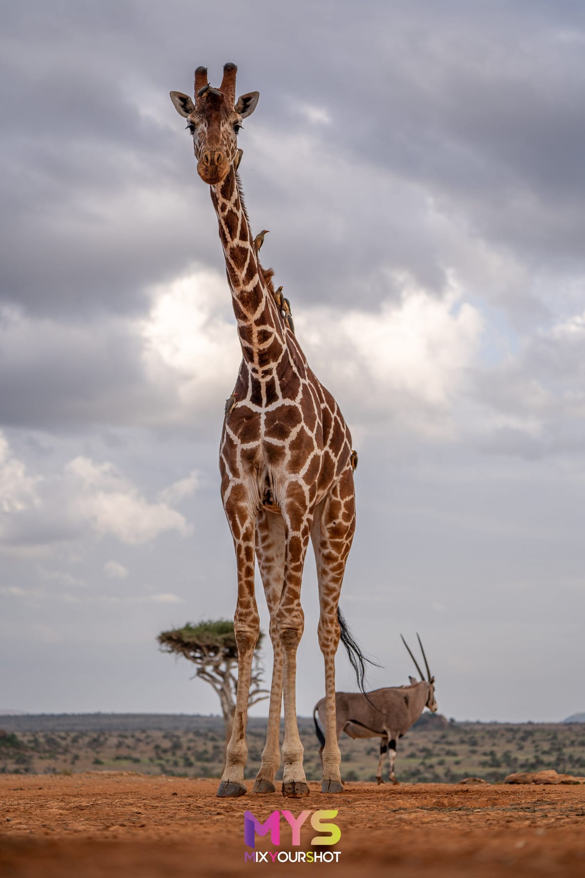 Safari photograph by Raffaele Cabras Keller — photograph 35