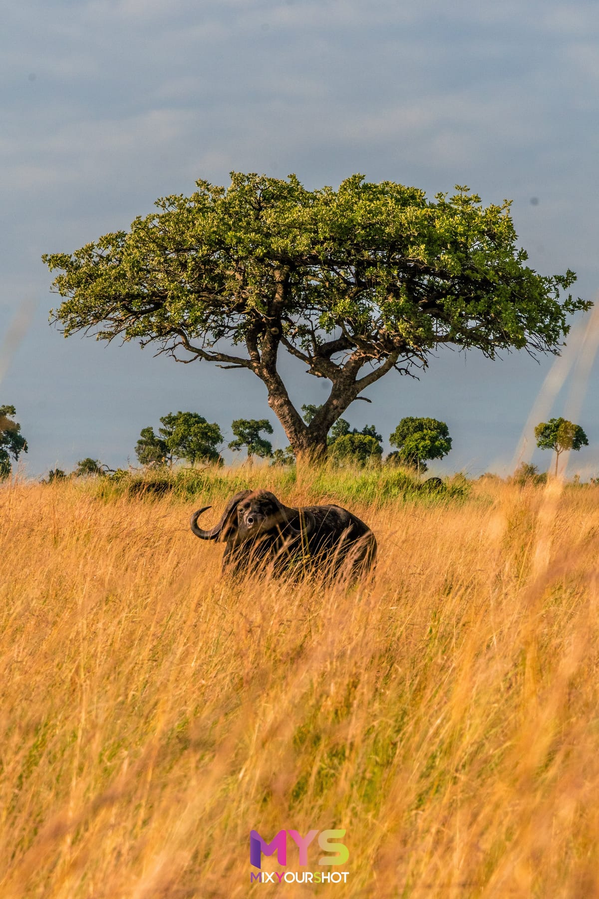 Safari photograph by Raffaele Cabras Keller — photograph 37