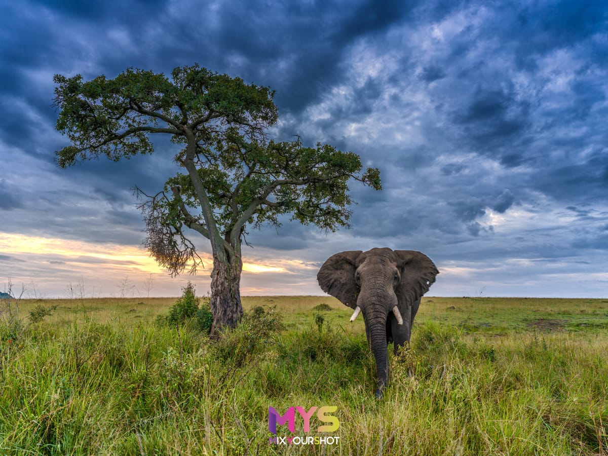Safari photograph by Raffaele Cabras Keller — photograph 38