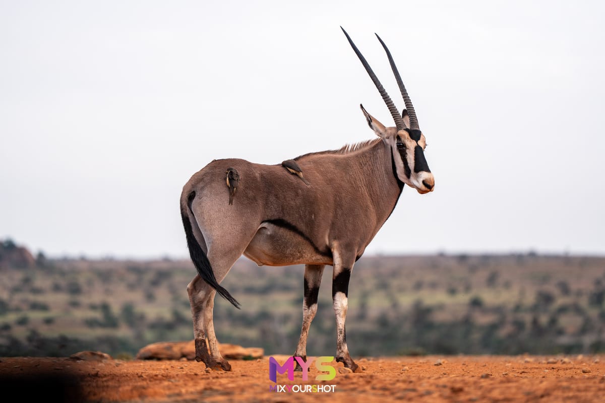 Safari photograph by Raffaele Cabras Keller — photograph 41