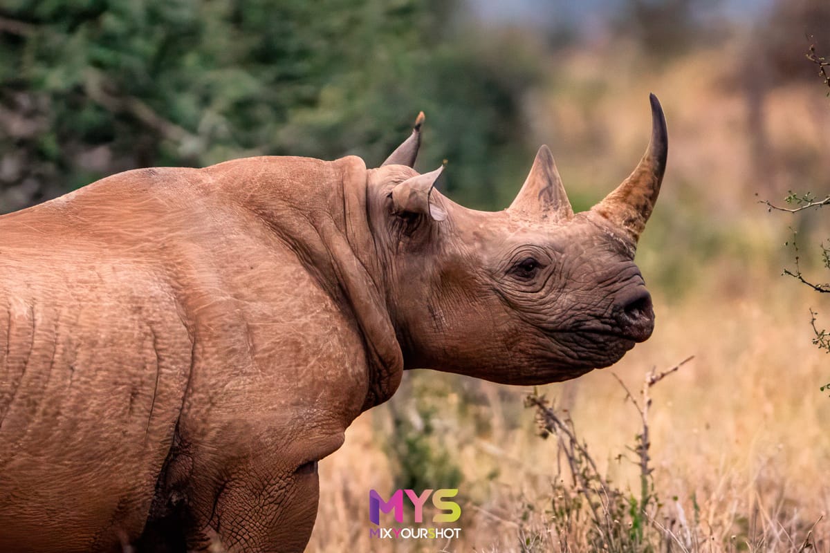 Safari photograph by Raffaele Cabras Keller — photograph 43