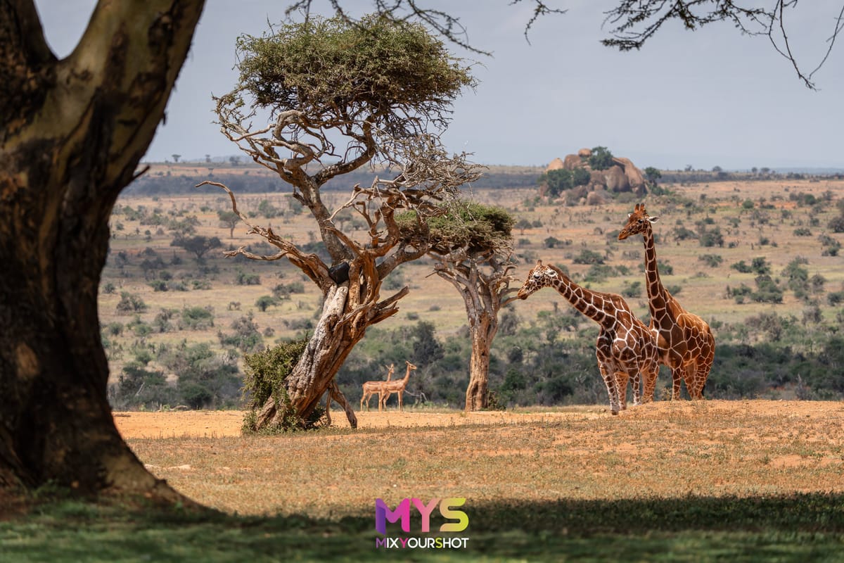 Safari photograph by Raffaele Cabras Keller — photograph 46